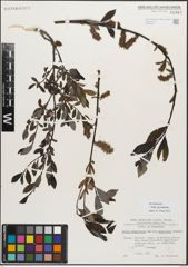Foto von Salix myrsinifolia Salisb.